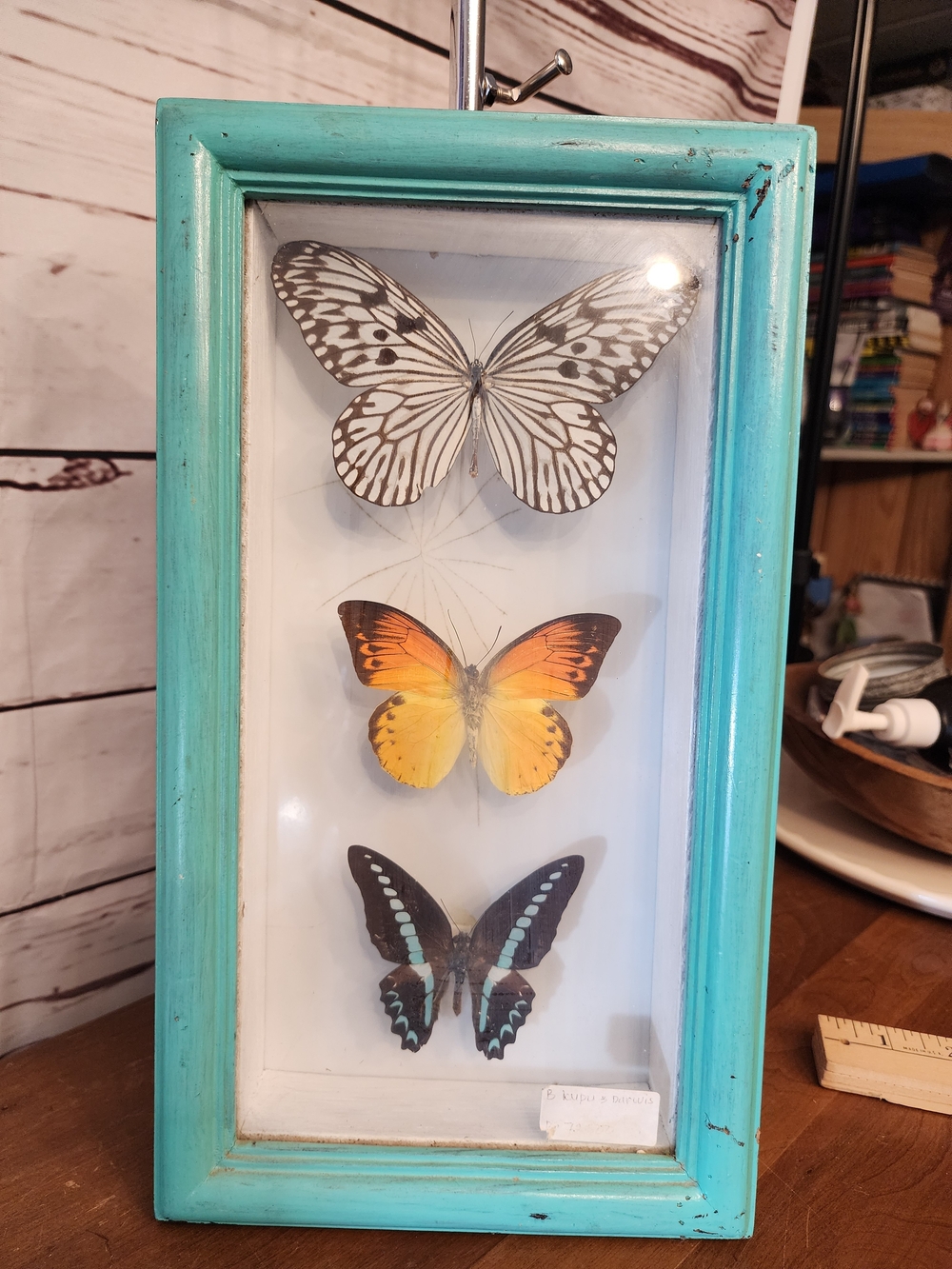 Framed Butterfly Real Taxidermy Turquoise Frame